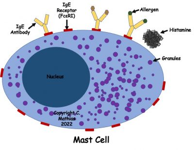 This is a cartoon of a mast cell, expressing receptors for IgE antibodies. When IgE antibodies and allergens bind mast cells, they can be activated to release toxic substances from their granules such as histamine.
